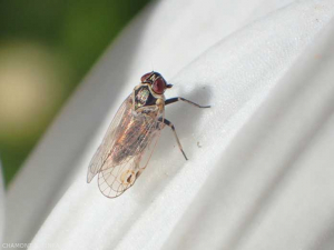 <em><b> Hyalesthes obsoletus </b></em> adulto, ojos rojo bermellón, mancha negra en el cuarto inferior del ala transparente, placa negra.