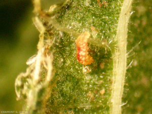 La larva de la cecidemia Feltiella es una temible depredadora de ácaros.