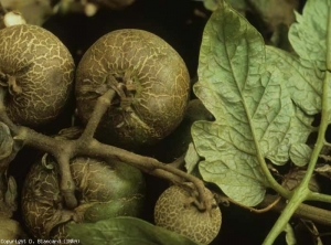 Daño de la fruta causado por <b> <i> Aculops lycopersici </i> </b>.  Se vuelven corchosos y agrietados.  <b> Ácaro bronce </b> (ácaro rojizo del tomate)