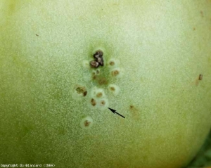 Pequeñas manchas en frutos de color beige a blanco (2-3 mm de diámetro), necróticas y marrones en el centro, con apariencia de ojo de pájaro.  <b> <i> Clavibacter michiganensis </i> subsp.  <i> michiganensis </i> </b> (cancro bacteriano)
