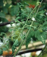 Estos foliolos de tomate aparecen muy enrollados, en sacacorchos.  <b> Anomalía genética </b>