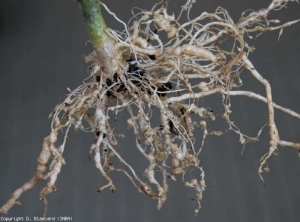 Las agallas, inicialmente de color blanco nacarado, varían en tamaño y afectan tanto a las raicillas como a las raíces de mayor diámetro de esta planta de tomate.  <b> <i> Meloidogyne </i> spp. </b> (nematodos agalladores)