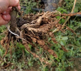 Este sistema de raíces está fuertemente hipertrofiado y corchoso.  <b> <i> Meloidogyne </i> spp. </b> (nematodos agalladores)