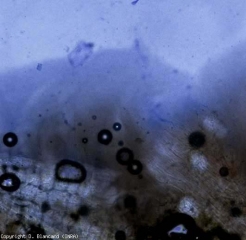 La observación al microscopio de una sección longitudinal tomada en la varilla cerca de los vasos revela un moco formado por innumerables bacterias.  <b> <i> Clavibacter michiganensis </i> subsp.  <i> michiganensis </i> </b> (cancro bacteriano)