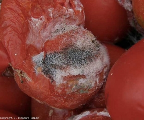 Fruto de tomate podrido cubierto por el característico moho de cabeza de alfiler producido por <b> <i> Rhizopus stolonifer </i> </b>.  (Pudrición de <i> Rhizopus </i>)