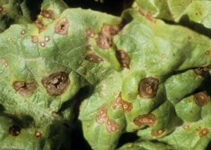 Varias manchas translúcidas a marrones son visibles en esta hoja de lechuga. Varios de ellos están comenzando a dividirse. Al final, darán paso a perforaciones. <b> <i> Mycocentrospora acerina </i> </b>.