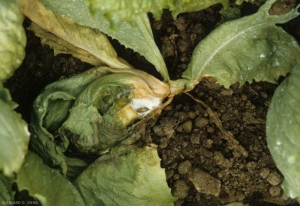 <b> <i> Sclerotinia sclerotiorum </i> </b> se posó en la hoja en contacto con el suelo ahora descompuesto. Posteriormente invadió varias hojas y la copa. Distinguimos el característico micelio algodonoso de color blanco.