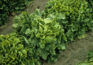 La vegetación de esta escarola de achicoria parece más exuberante y desordenada que la de las ensaladas circundantes.
<b> "Varios corazones" </b>