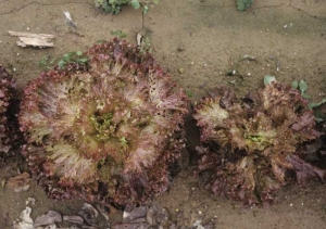 Las hojas exteriores de estas ensaladas están sembradas de manchas, cuyos tejidos centrales eventualmente se descomponen y caen. <b> <i> Microdochium panattonianum </i> </b> (antracnosis).