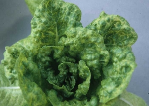 LMV también puede inducir la formación de relieve del limbo y causar un intenso color amarillento de los nervios, que se difunde a los tejidos circundantes.<b><i>Lettuce mosaic virus</i></b>, LMV)