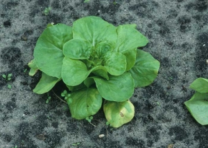 Esta lechuga joven presenta varias manchas cloróticas en las hojas inferiores.  <b> <i> Bremia lactucae </i> </b> (mildiú de la ensalada).