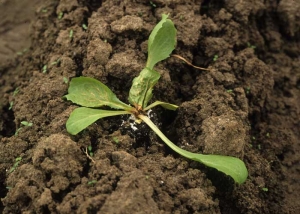 Esta planta de ensalada no apreció los efectos de Mocap; la mayoría de sus hojas, especialmente las más jóvenes, se vuelven marrones, se marchitan y comienzan a necrosarse. <b> Fitotoxicidad </b> 