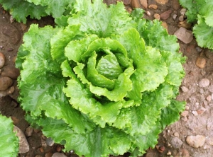 Clásicamente, las ensaladas afectadas por <b><i>Lettuce mosaic virus</i></b>, (LMV), tienen sus hojas más o menos en mosaico y ampolladas.