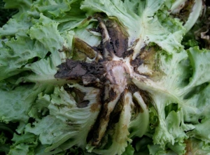 rhizoctonia_salade_DB_648