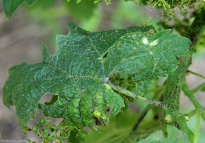 Las lesiones necróticas pequeñas, marrones que se desarrollaron a lo largo o cerca de las venas primarias provocaron la deformación de esta hoja de <b> <i> Phomopsis viticola </i> </b>.