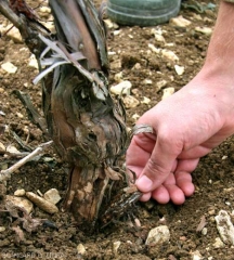 Las raíces afectadas por <b> <i> Armillaria mellea </i> </b> hacen que su corteza se vuelva marrón y se pele con facilidad.  (raíz podrida)