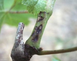 Esta lesión inducida por el ataque de <b> <i> Phomopsis viticola </i> </b> se ennegrece y comienza a volverse necrótica y cancro.