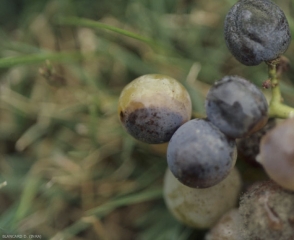 En esta variedad de uva, las bayas adquieren rápidamente un tono negruzco, la esporulación verde oscuro del hongo es visible en la superficie de algunas de ellas.  <b> <i> <b> Alternaria </i> sp. </b>