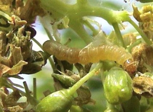 La oruga de <i> <b> Lobesia botrana </b> </i> (eudemis) tiene la cabeza y el tórax de color marrón amarillento.