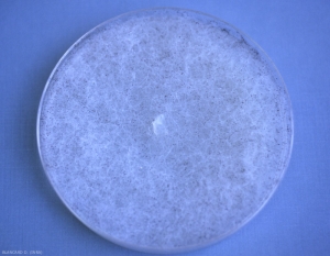 <i><b>Rhizopus stolonifer</b></i> : aspecto de la colonia en medio malta-agar.