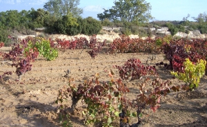 <b> <i> Armillaria mellea </i> </b>: distribución de la enfermedad en un brote dentro de una plantación.  (raíz podrida)