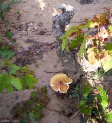 <b> <i> Armillaria mellea </i> </b>: carpóforo al pie de una vid.  (raíz podrida)