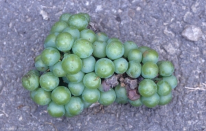 Varias bayas de este racimo verde están más o menos podridas y marchitas tras el ataque de <b> <i> Botrytis cinerea </i> </b>.