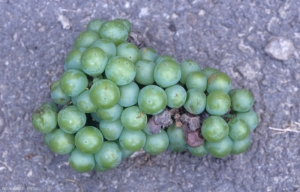 botrytis8