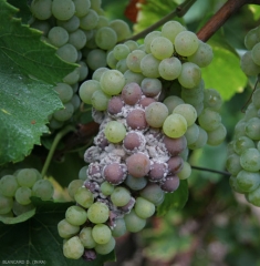 En las variedades de uva blanca, las bayas afectadas por <i> <b> Botrytis cinerea </b> </i> se vuelven marrones y un moho gris se extiende por su superficie.