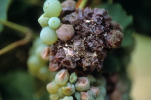<b><i>Botrytis cinerea </i></b>: etapa avanzada de ataque sobre la variedad de uva blanca.