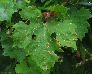 Pequeñas circulares a poligonales cubren parcialmente esta hoja de parra.  De color marrón claro, están bordeados por un borde marrón oscuro.  <b> <i> Guignardia bidwellii </i> </b> (podredumbre negra)