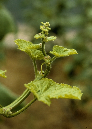 Les entre-noeuds très courts traduisent un blocage de la croissance de ce plant de melon. </b>Virus de la mosaïque jaune de la courgette </b>(<i>Zucchini yellow mosaic virus</i>, ZYMV)
