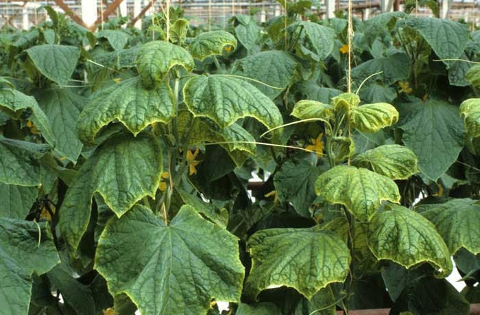 Plants de concombre à la croissance ralentie, aux entre-noeuds très courts dont les feuilles chlorotiques ont tendance à s'enrouler. </b>Carence en calcium</b>
