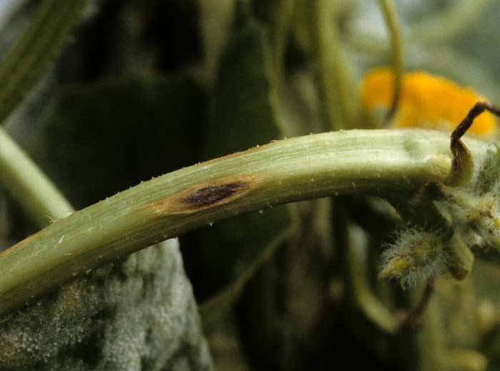 Petit chancre déprimé beige, sur tige de melon, en forme de 'lèvre' recouvert d'un duvet vert sombre dans sa partie centrale. <i></b>Cladosporium cucumerinum</b></i>