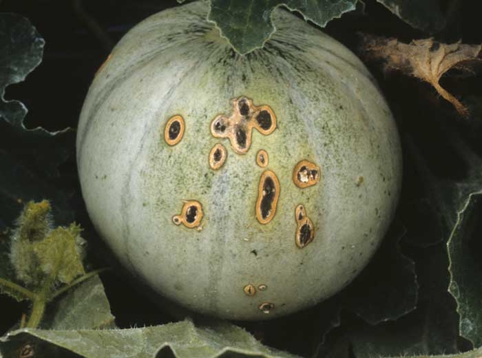 Taches plus ou moins liégeuses, allongées ; les fructifications du champignon confèrent au centre des taches une coloration vert sombre à noire. </b><i>Cladosporium cucumerinum</i></b>