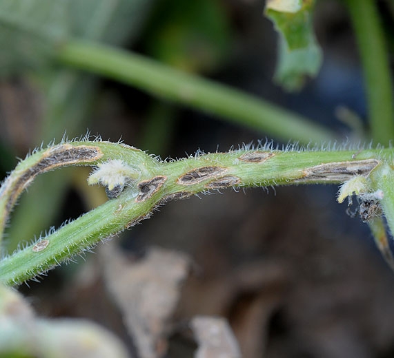 <b><i>Cladosporium cucumerinum</i></b> est à l'origine de ces nombreux éclatements  chancreux longitudinaux sur tige et pétiole de melon. Un dense duvet gris vert couvre les lésions. (cladosporiose)