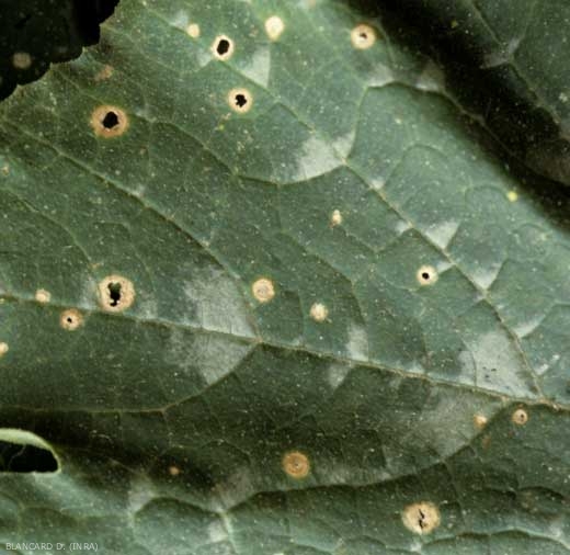 Ces taches sur feuille de concombre montrent des tissus nécrosés, beiges à gris ; ils se sont dégradés en leur centre, et sont partiellement tombés. <b><i>Cladosporium cucumerinum</i></b> (cladosporiose, cucumber scab)