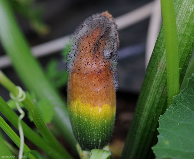 Après s'être installé à l’extrémité de ce jeune fruit, <i><b>Choanephora cucurbitarum</b></i> à entraîné une pourriture humide et brune et sporulé abondamment sur les tissus lésés. (pourriture à Choanephora, cucurbit flower blight)