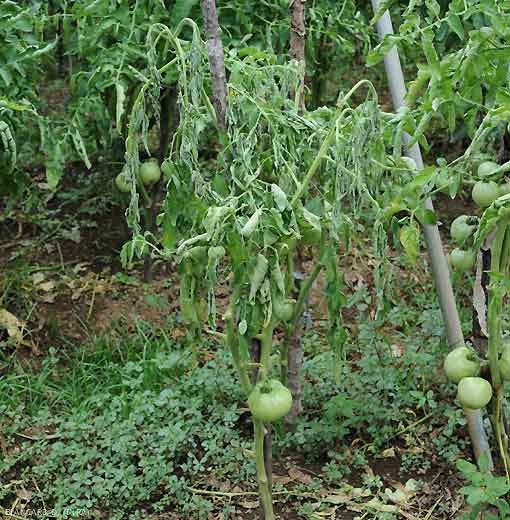 Flétrissement rapide d'une plante portant des fruits et cultivée en plein champ. <b><i>Ralstonia solanacearum</i></b> (flétrissement bactérien, bacterial wilt).