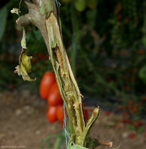 Une coupe longitudinale permet de constater les effets de <b><i>Pectobacterium carotovorum</i></b> dans la tige de la tomate : liquéfaction et brunissement de la moelle, notamment.