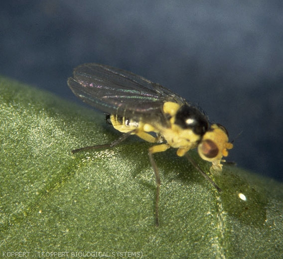 Liriomyza-bryoniae1