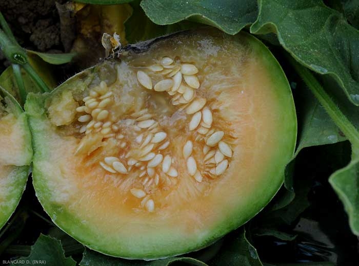 La pourriture humide à <i><b>Botrytis cinerea</b></i> envahit profondément ce fruit de melon.  (moisissure grise)