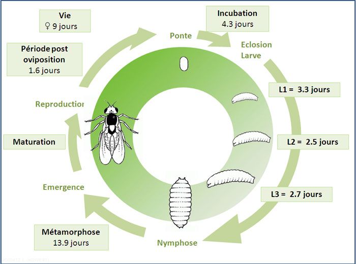 Cycle de développement de <i>Liriomyza bryoniae</i>. J. Poidatz (Koppert)