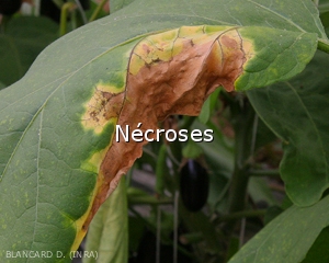 Diagnostic-Necrose