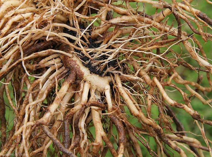 Brunissement et subérisation du pivot et de nombreuses racines de ce système racinaire de tomate <i><b>Pyrenochaeta lycopersici</b></i> (racines liégeuses, corky root)