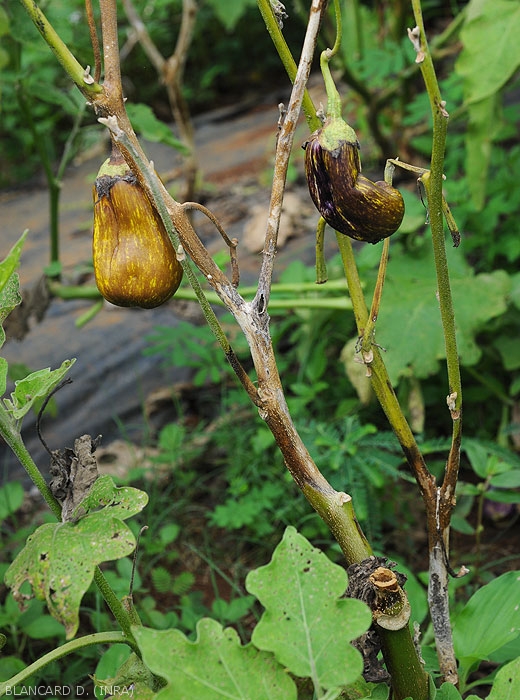 Plusieurs rameaux d'aubergine sont altérés par le développement de <b><i>Phomopsis vexans</i></b>. Des lésions longitudinales sombres les ceinturent  sur plusieurs centimètres, présentant une teinte brun noir, blanchissant par endroit. De nombreuses feuilles ont chutées.