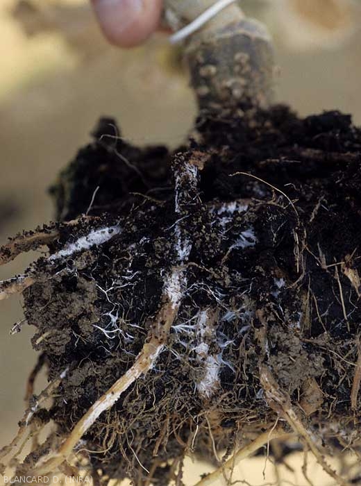 Des palmettes mycéliennes blanches se développent superficiellement sur ces racines d'aubergine pourries.  (<i>Sclerotium rolfsii</i>)