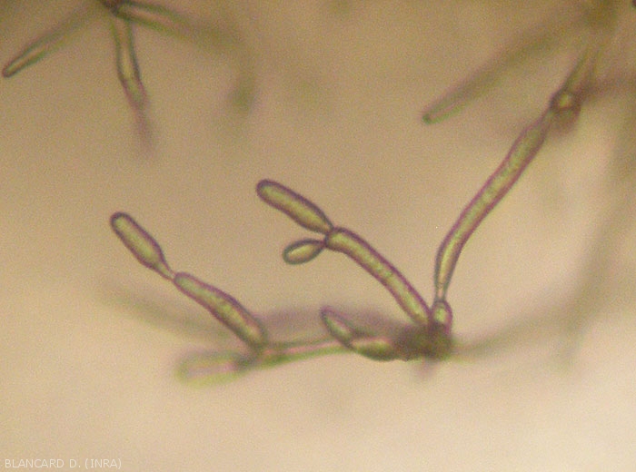 Aspect à la loupe binoculaire de jeunes conidiophores sur lesquels des conidies commencent à se former  <b><i>Cladosporium</i> sp.</b> (pourriture à <i>Cladosporium</i>) 
