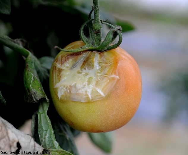 Une large lésion humide et terne s'est étendue à partir de la cicatrice pédonculaire de ce fruit. Un mucus bactérien blanchâtre est localement présent. <b>Bactéries à pourritures déliquescentes</b> (bacterial soft rot)