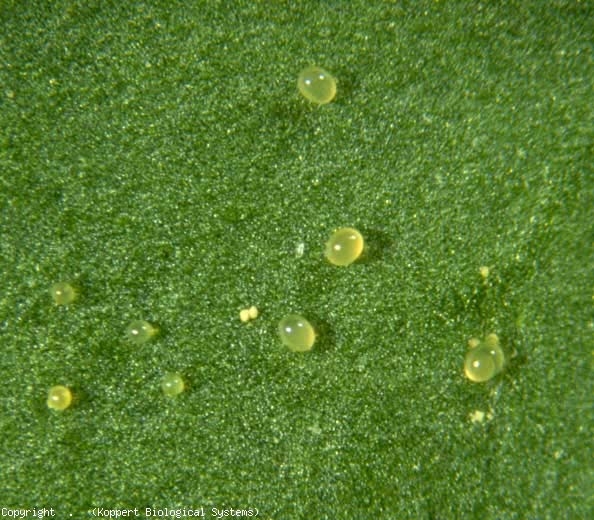 Minuscules oeufs d'acariens (<b><i>Tetranychus urticae</i></b>, acarien tisserand, spider mite)